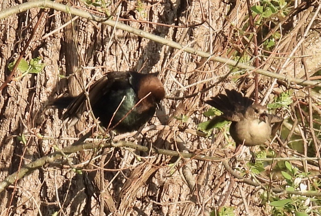 Brown-headed Cowbird - ML448424501