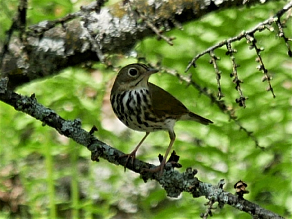 Ovenbird - ML448424601