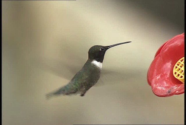 Black-chinned Hummingbird - ML448425