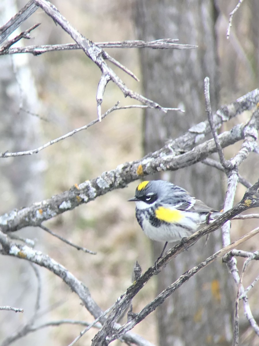 Yellow-rumped Warbler (Myrtle) - Matthew Gasner