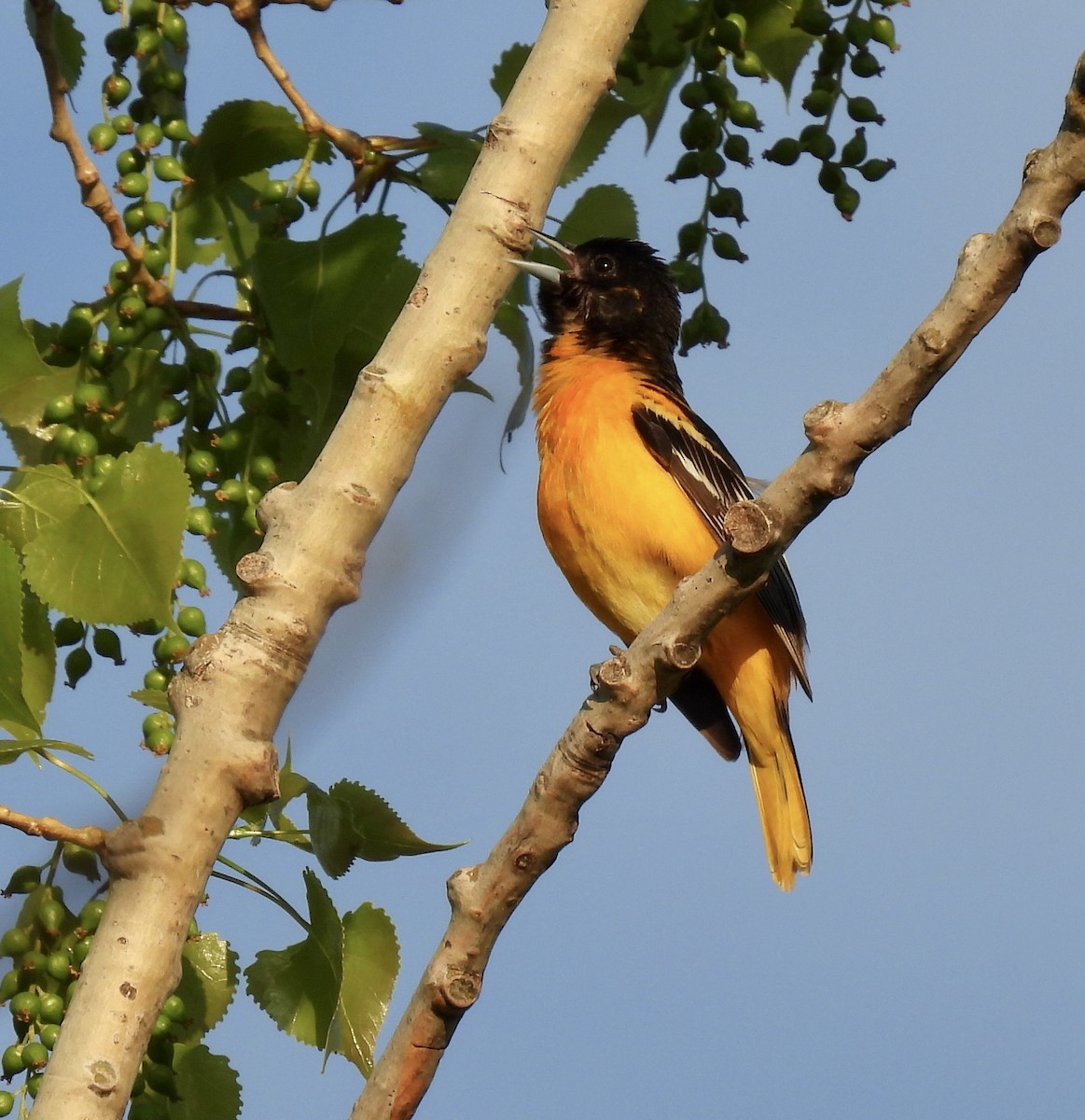Baltimore Oriole - ML448425711