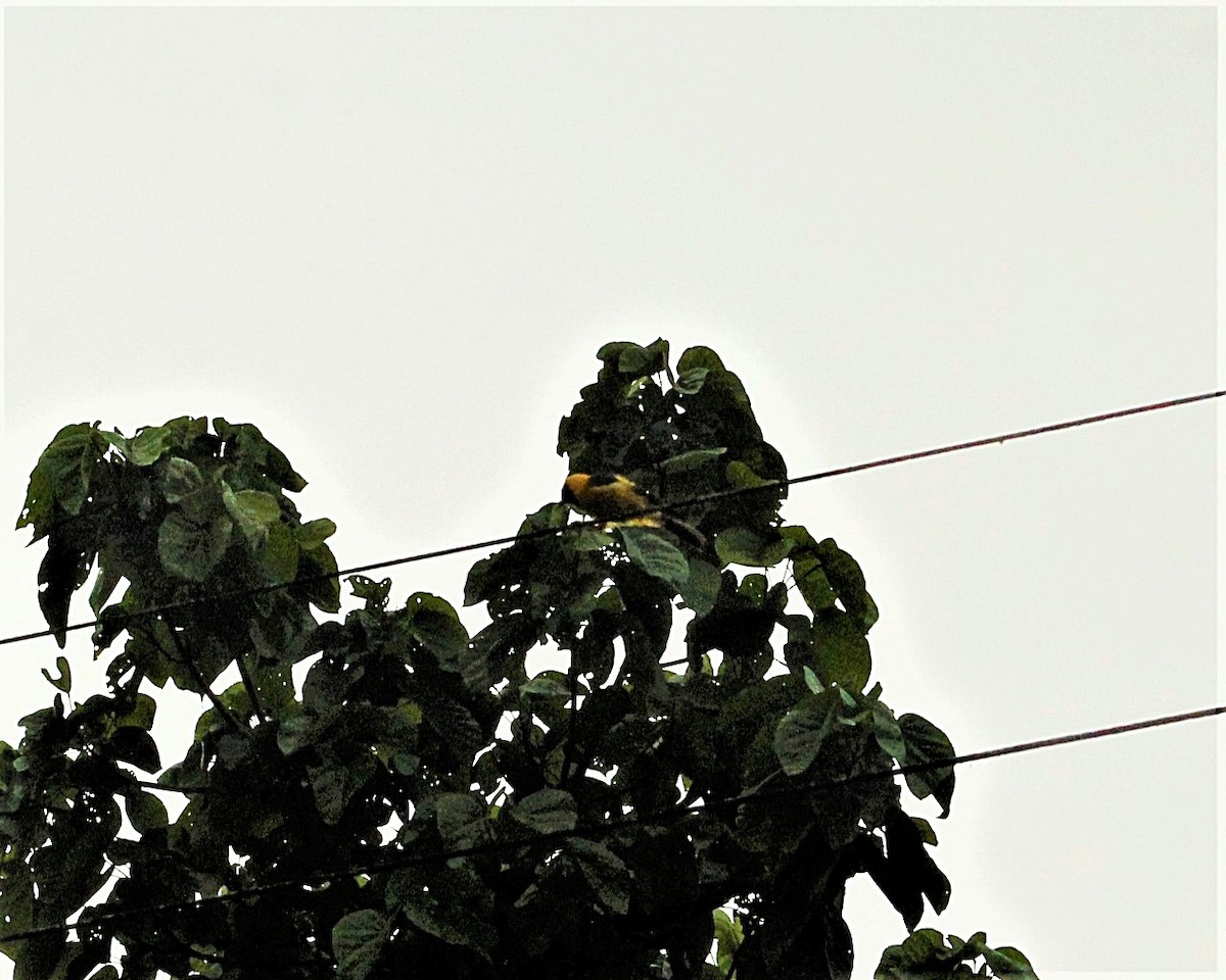 Yellow-tailed Oriole - ML448427451