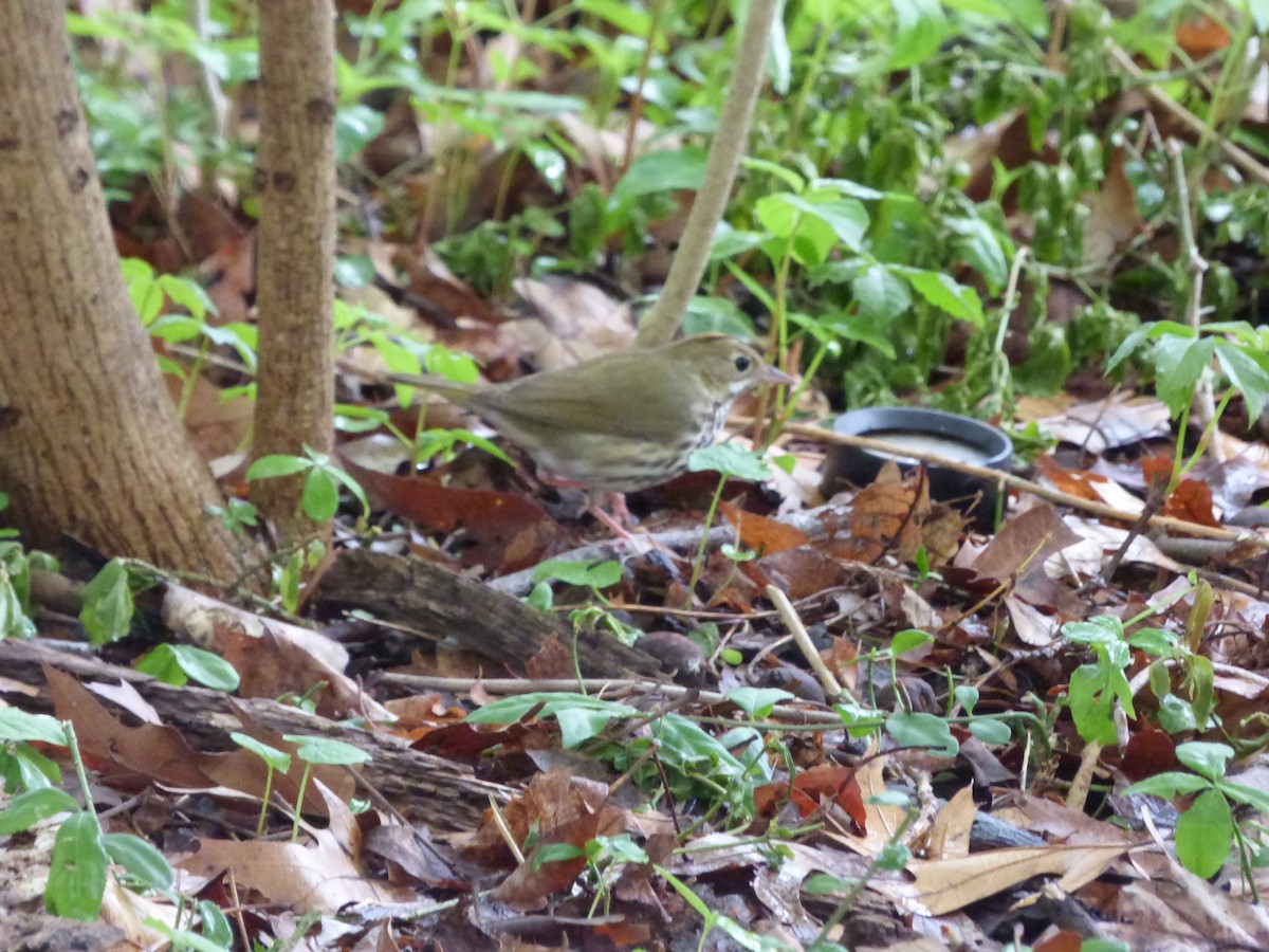 Ovenbird - ML448427481