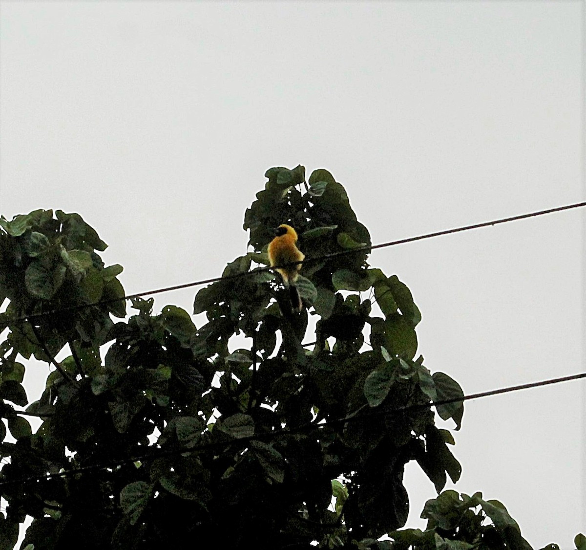 Yellow-tailed Oriole - ML448427501