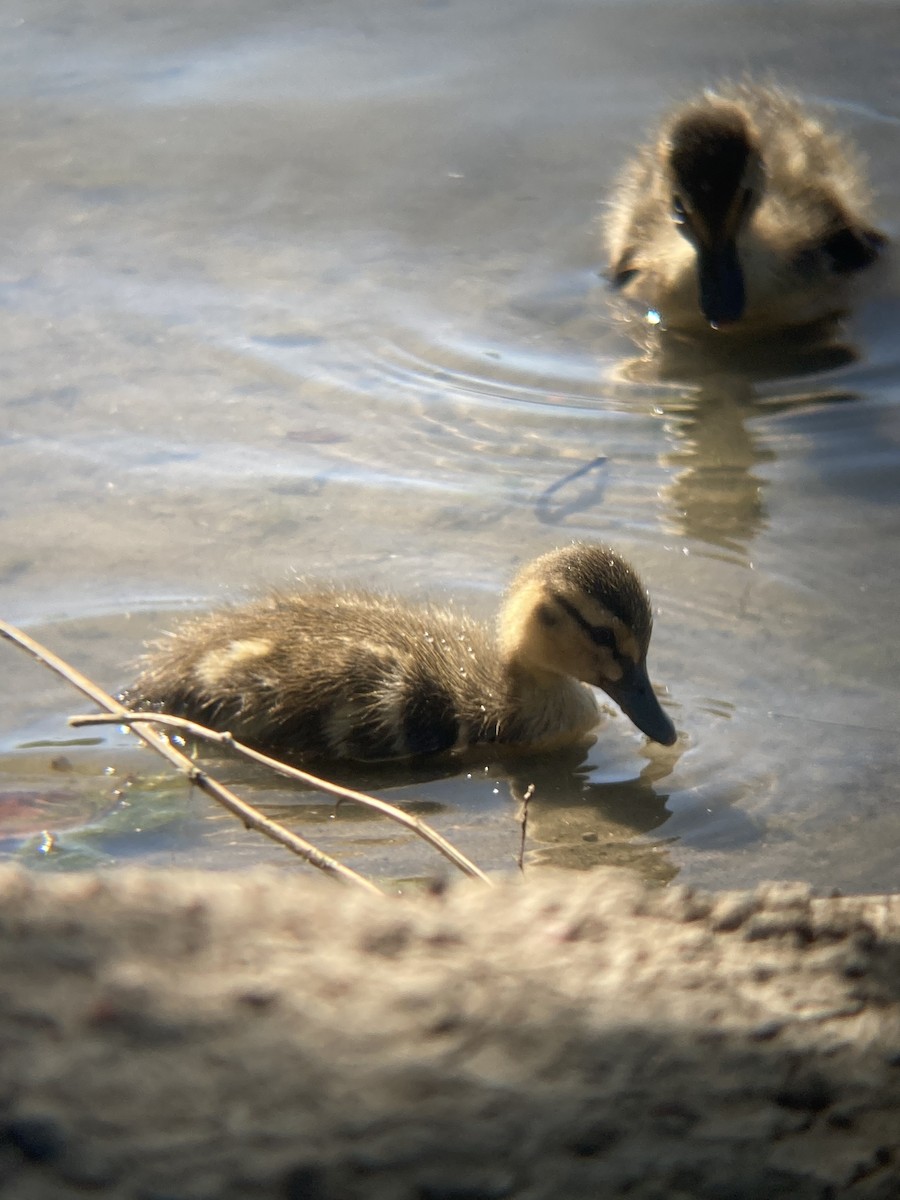 Canard colvert - ML448427851