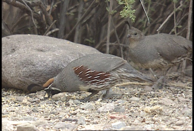 Gambel's Quail - ML448429