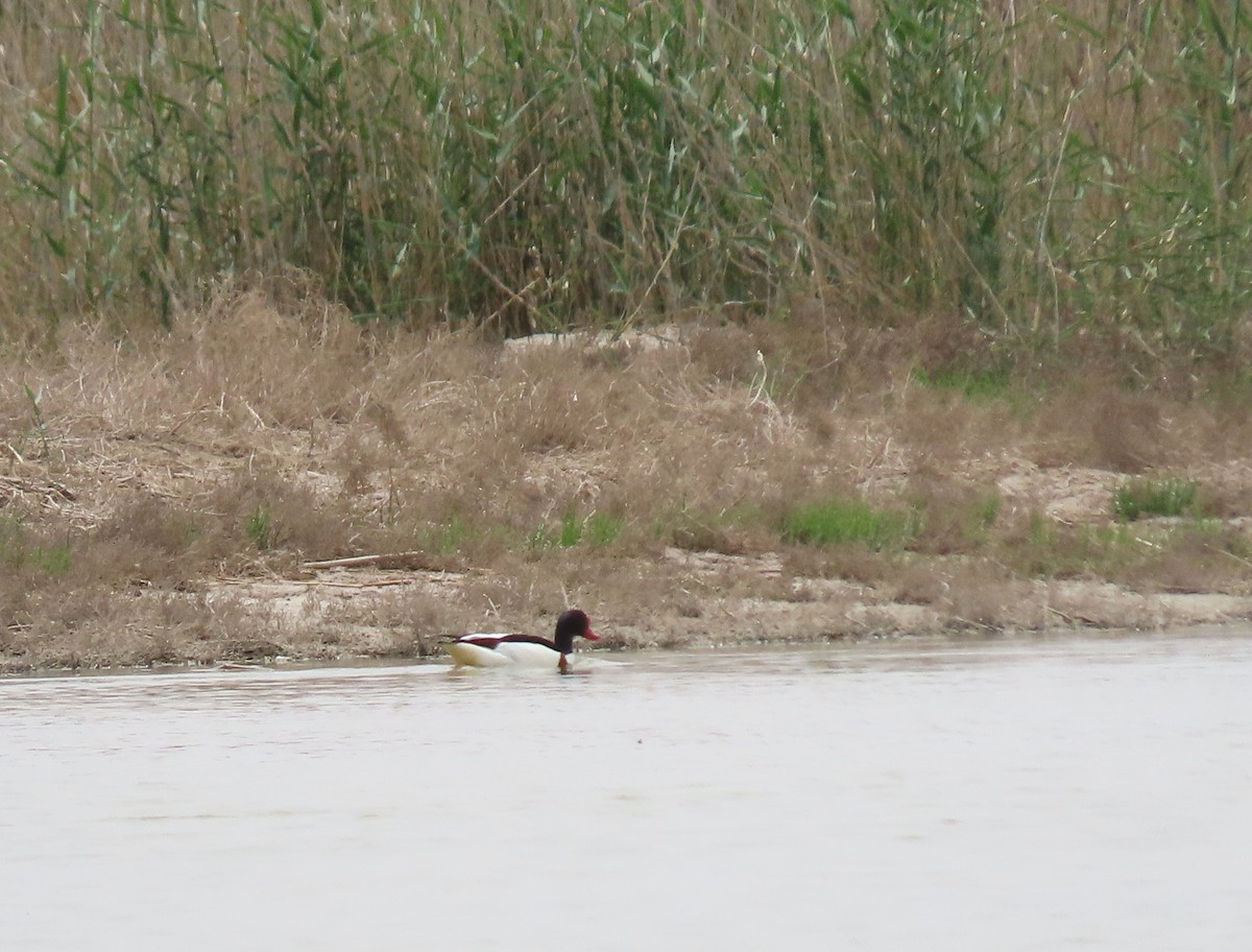 Common Shelduck - ML448429021