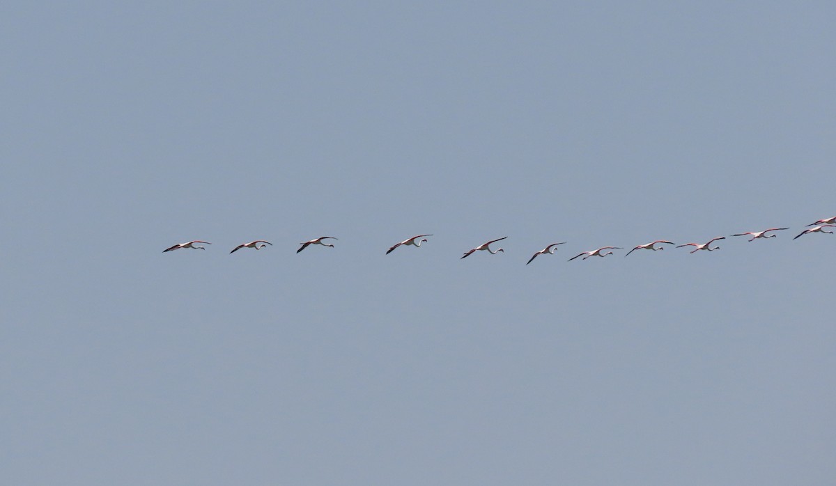 Greater Flamingo - ML448429171