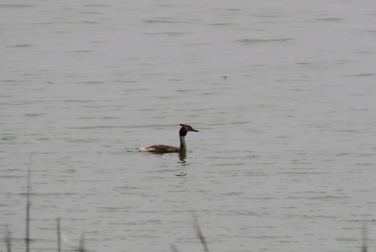 Great Crested Grebe - ML448429351