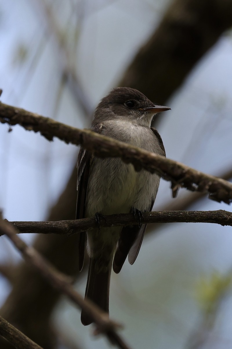 Eastern Wood-Pewee - ML448429811