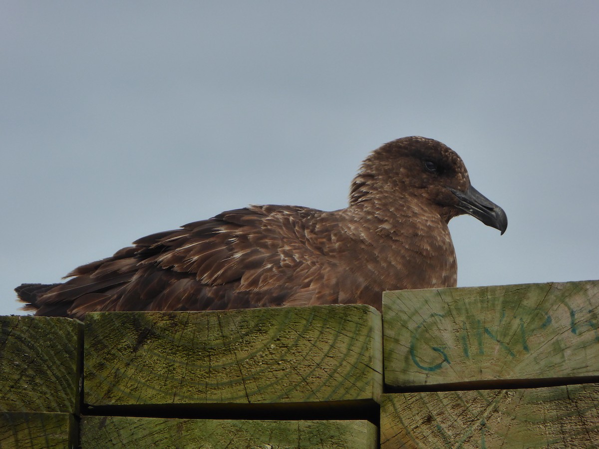Brown Skua (Tristan) - ML448429901