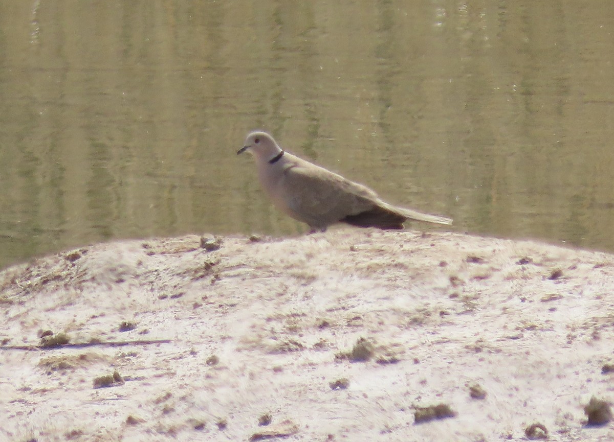 Eurasian Collared-Dove - ML448429931