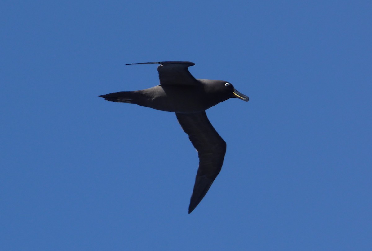 Sooty Albatross - ML448429991