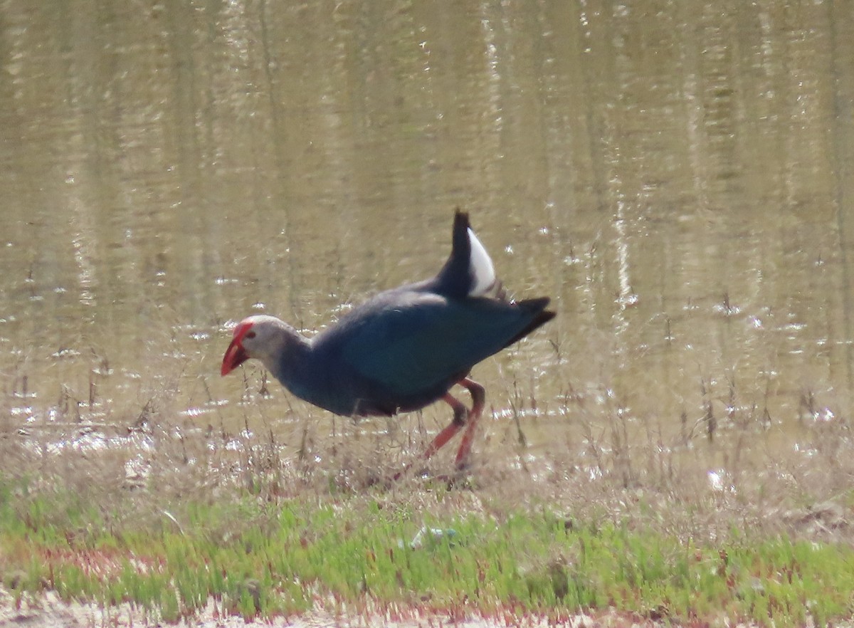 Gray-headed Swamphen - George Daoud