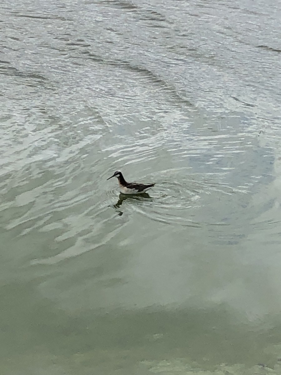 Phalarope de Wilson - ML448430181