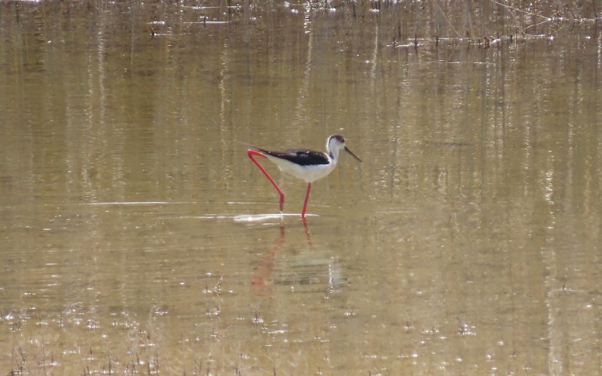 Black-winged Stilt - ML448430191