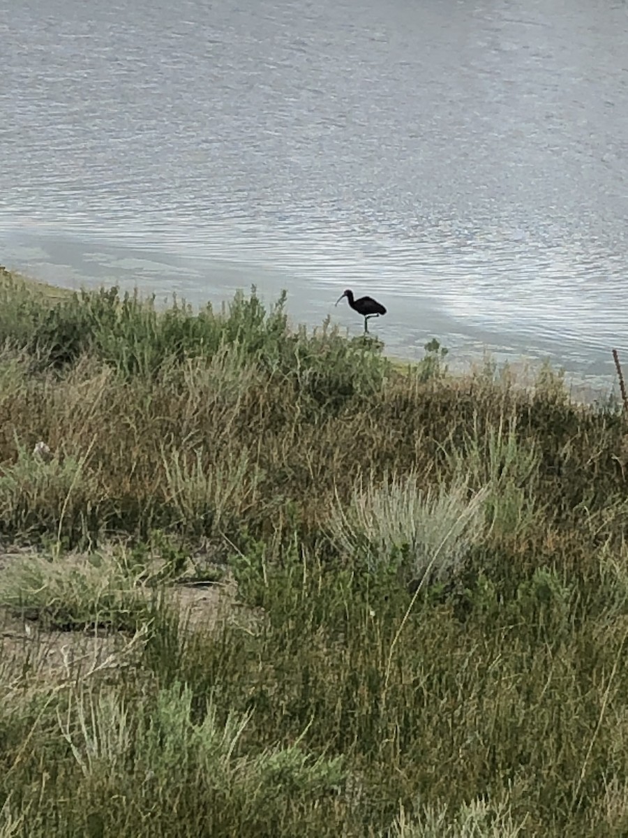 White-faced Ibis - ML448430341