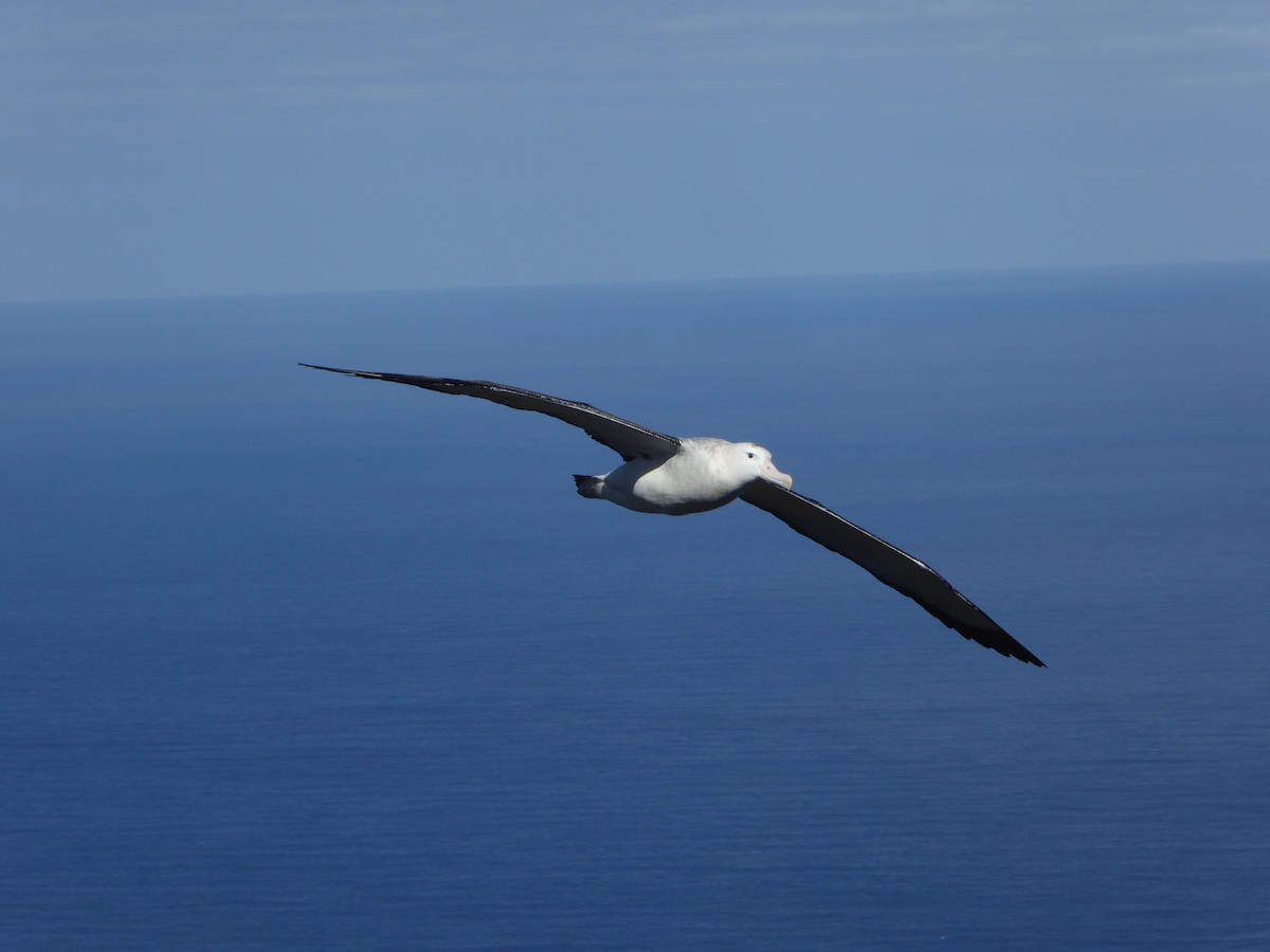 Tristan Albatross - ML448430371