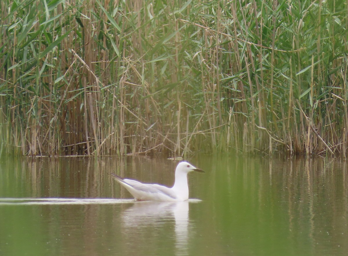 Slender-billed Gull - ML448430411