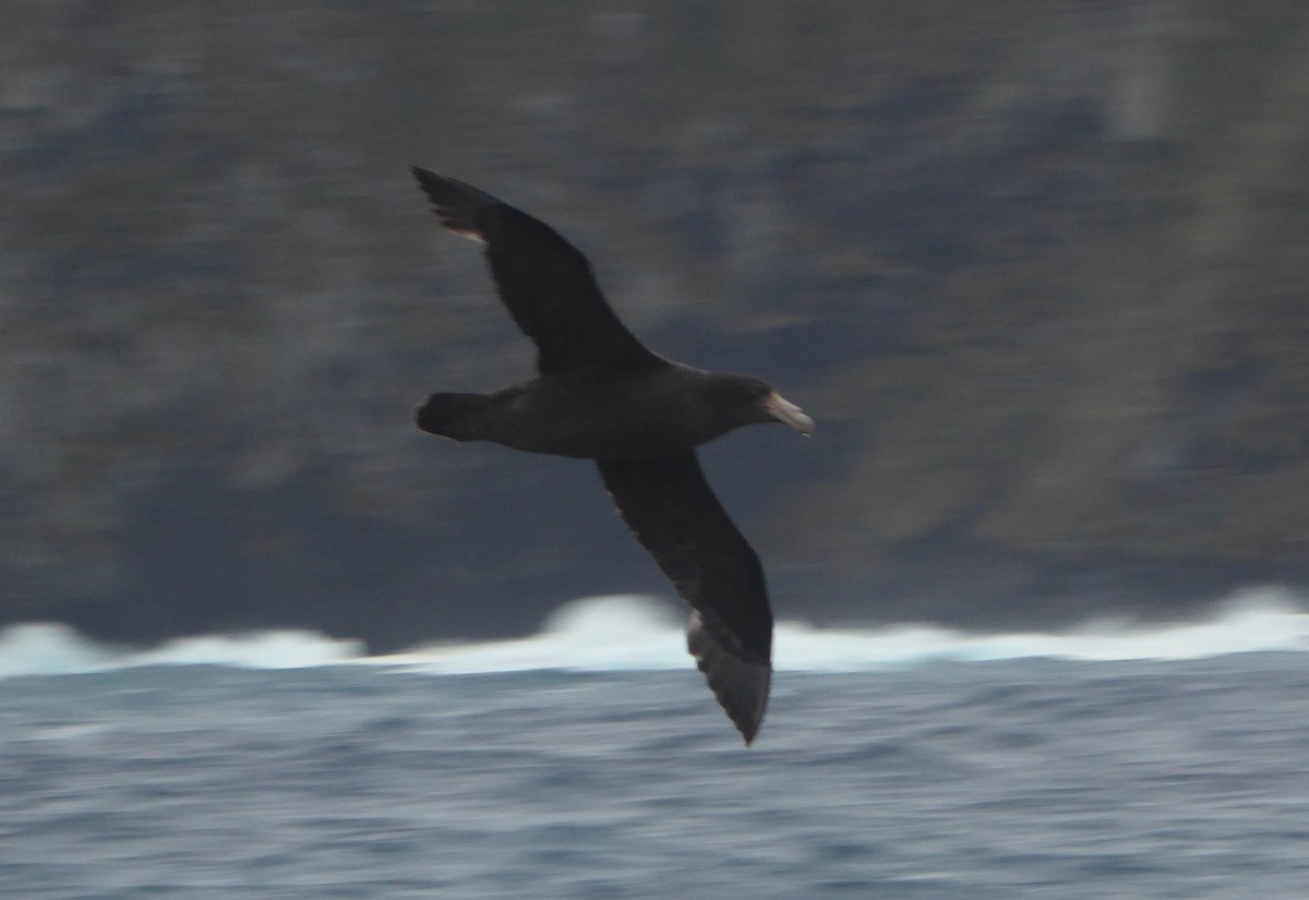 Southern Giant-Petrel - ML448430461