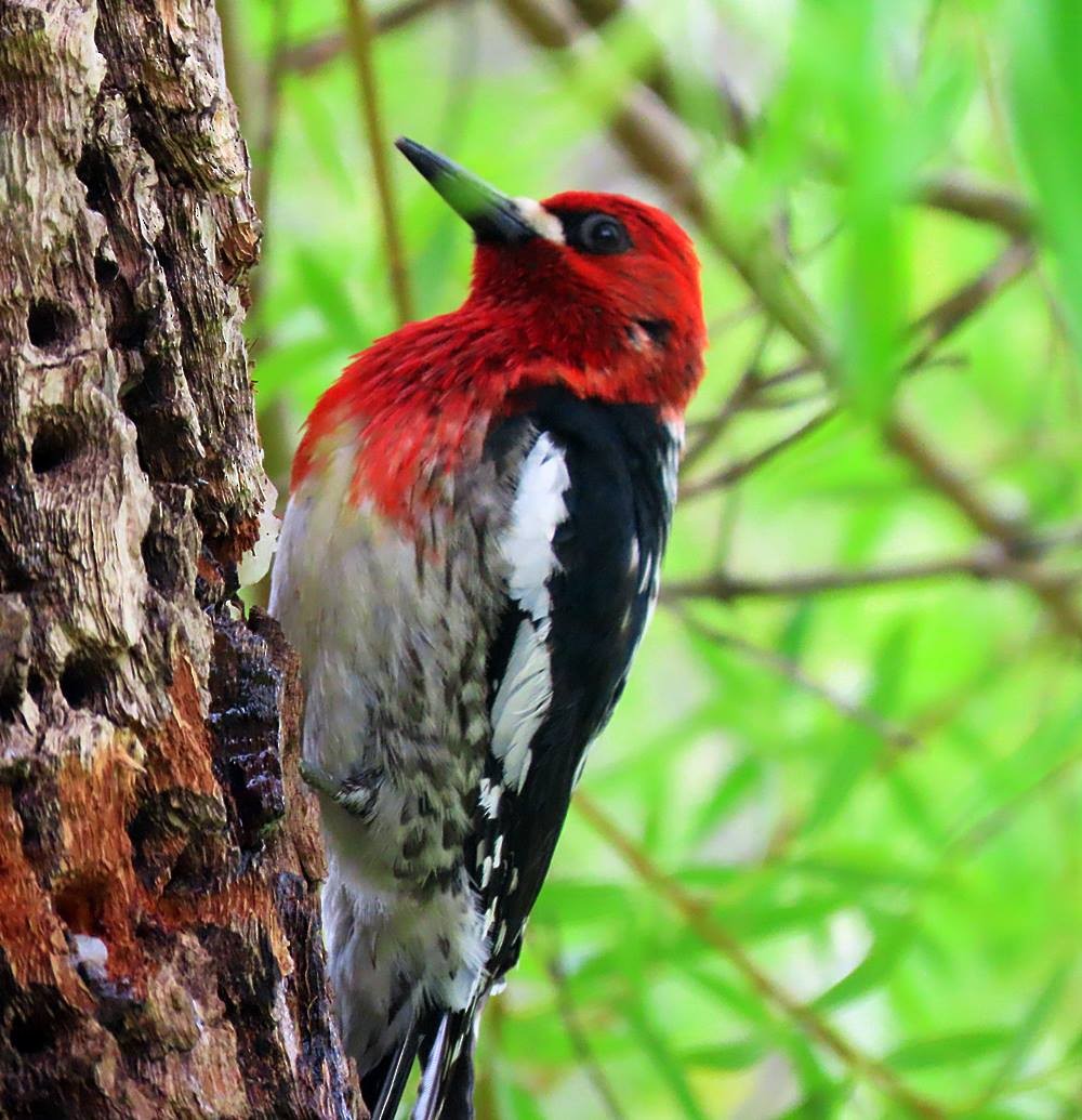 Red-breasted Sapsucker - ML448430561