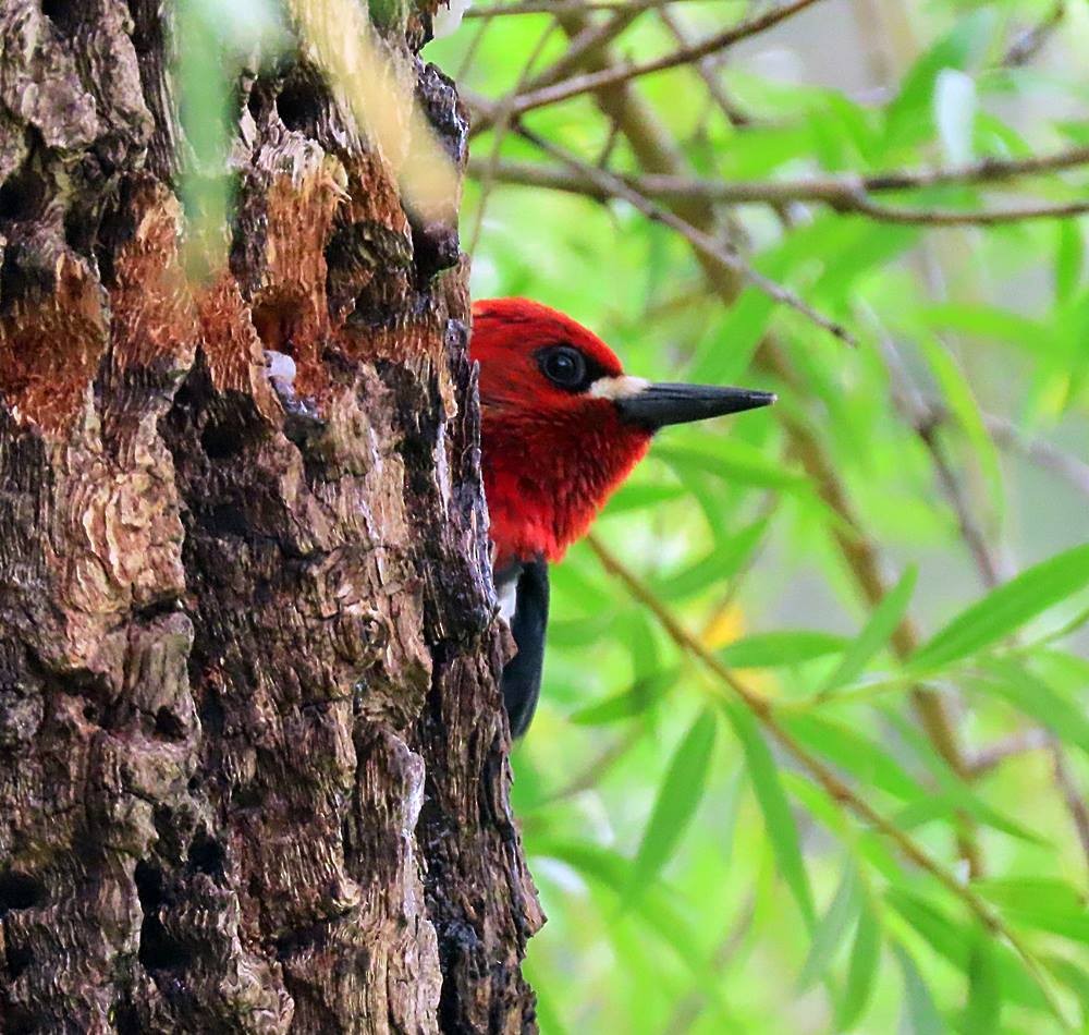 Red-breasted Sapsucker - ML448430571