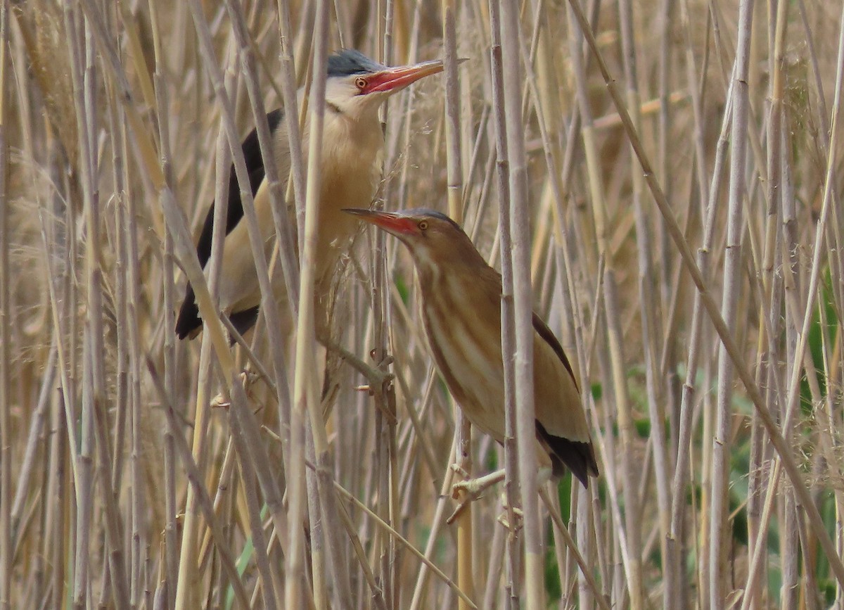 Little Bittern - ML448430681