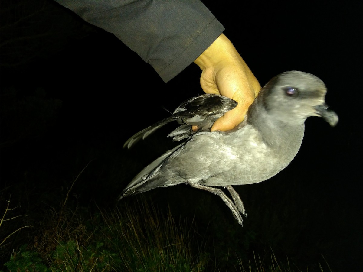 Kerguelen Petrel - ML448430701