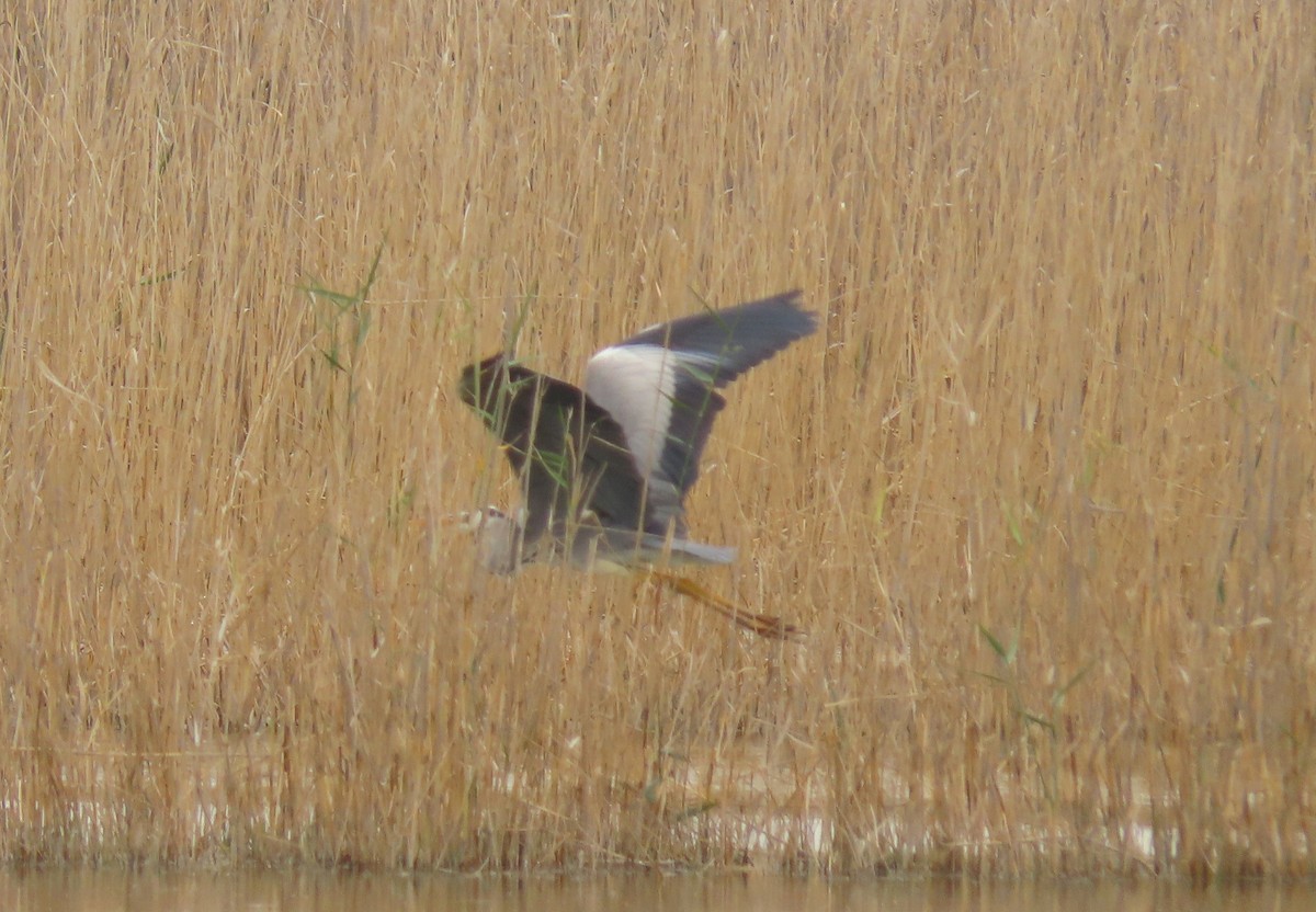 Gray Heron - George Daoud