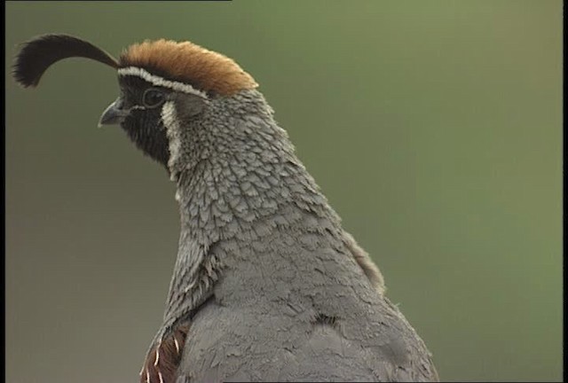 Gambel's Quail - ML448431