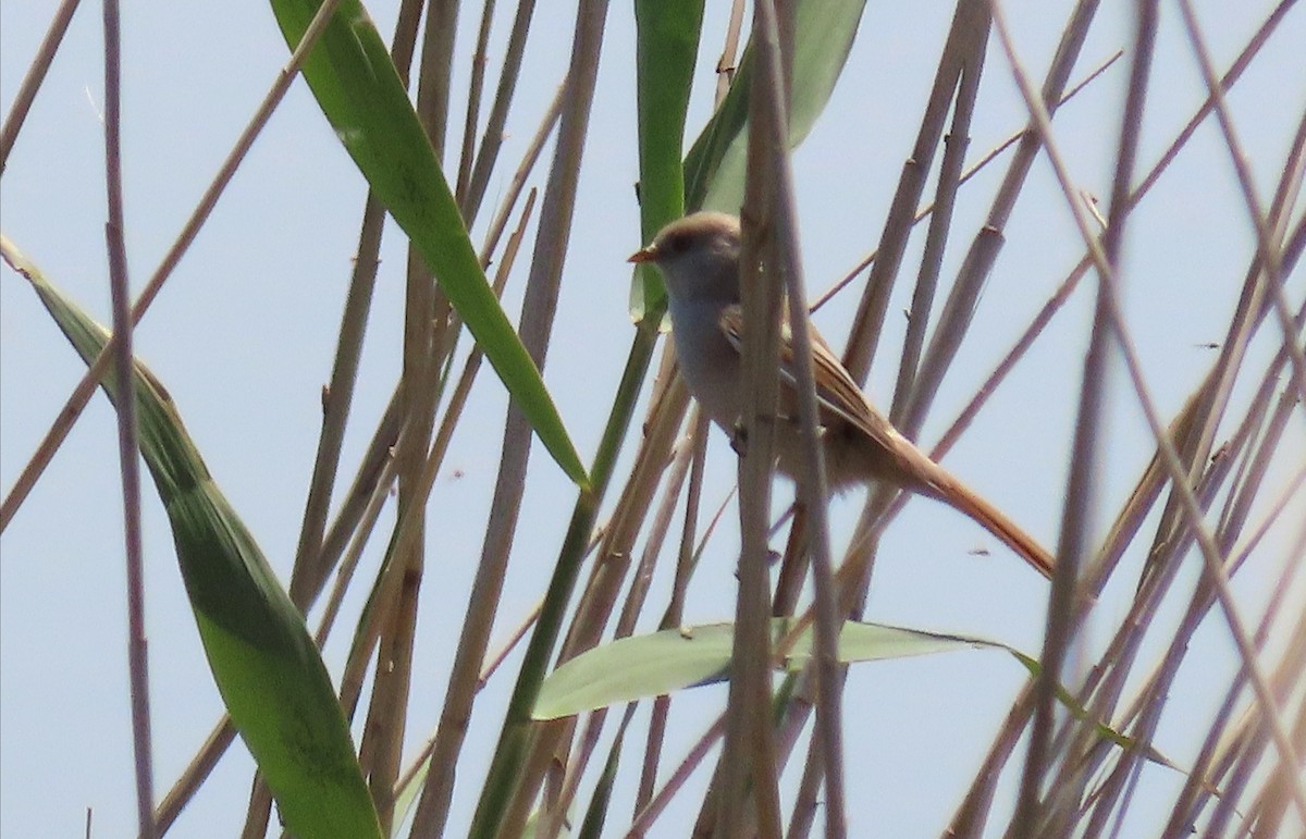 Bearded Reedling - ML448431021