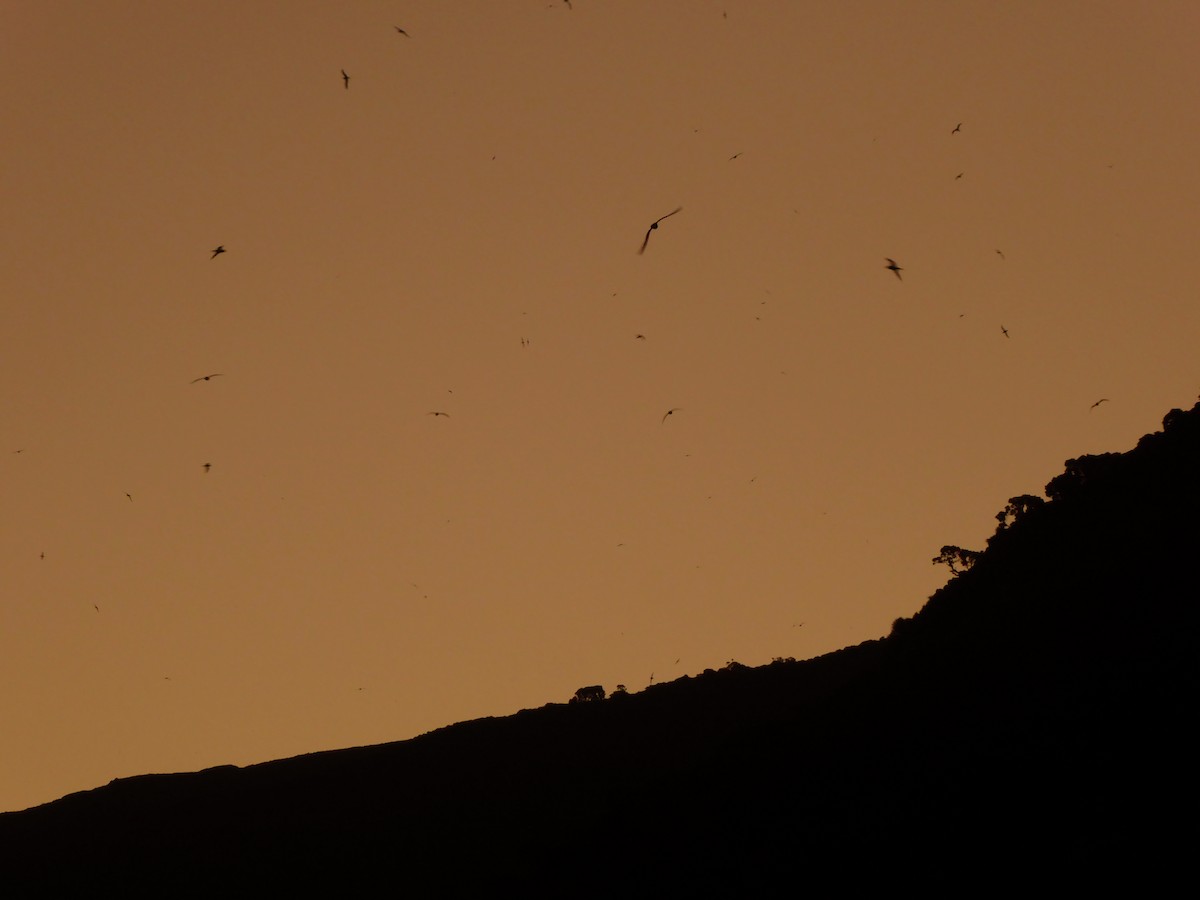Atlantic Petrel - ML448431041