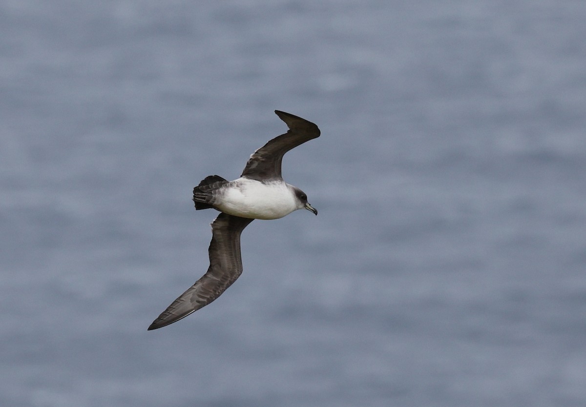 Gray Petrel - ML448431101