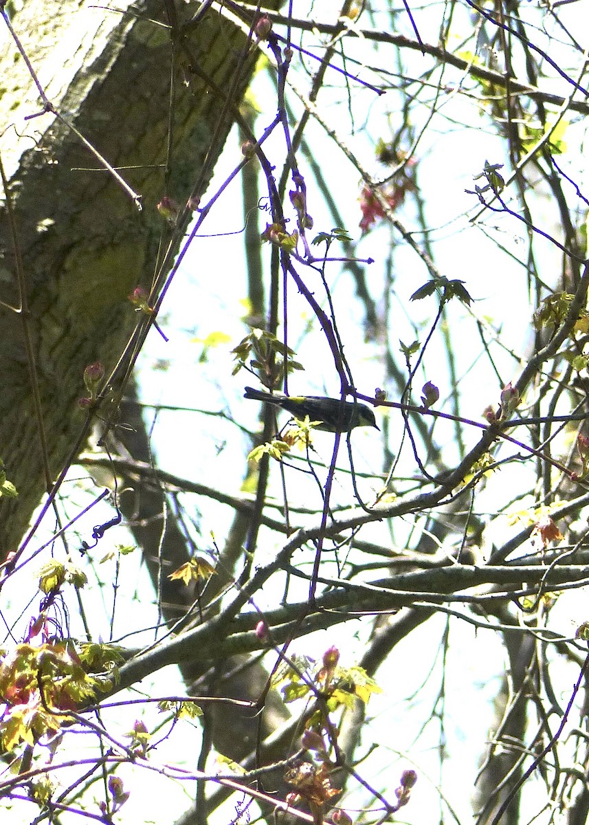 Yellow-rumped Warbler - Caroline Hofe Nowak