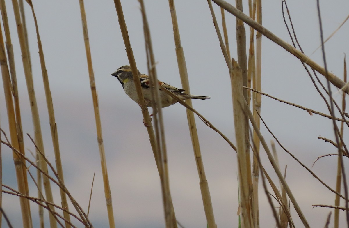 Dead Sea Sparrow - George Daoud