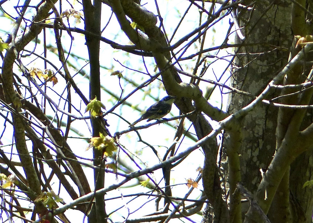 Yellow-rumped Warbler - Caroline Hofe Nowak