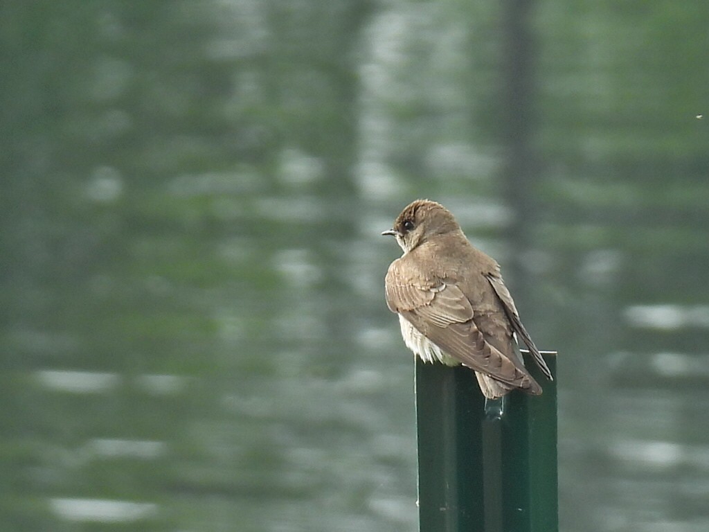 Hirondelle à ailes hérissées - ML448431271