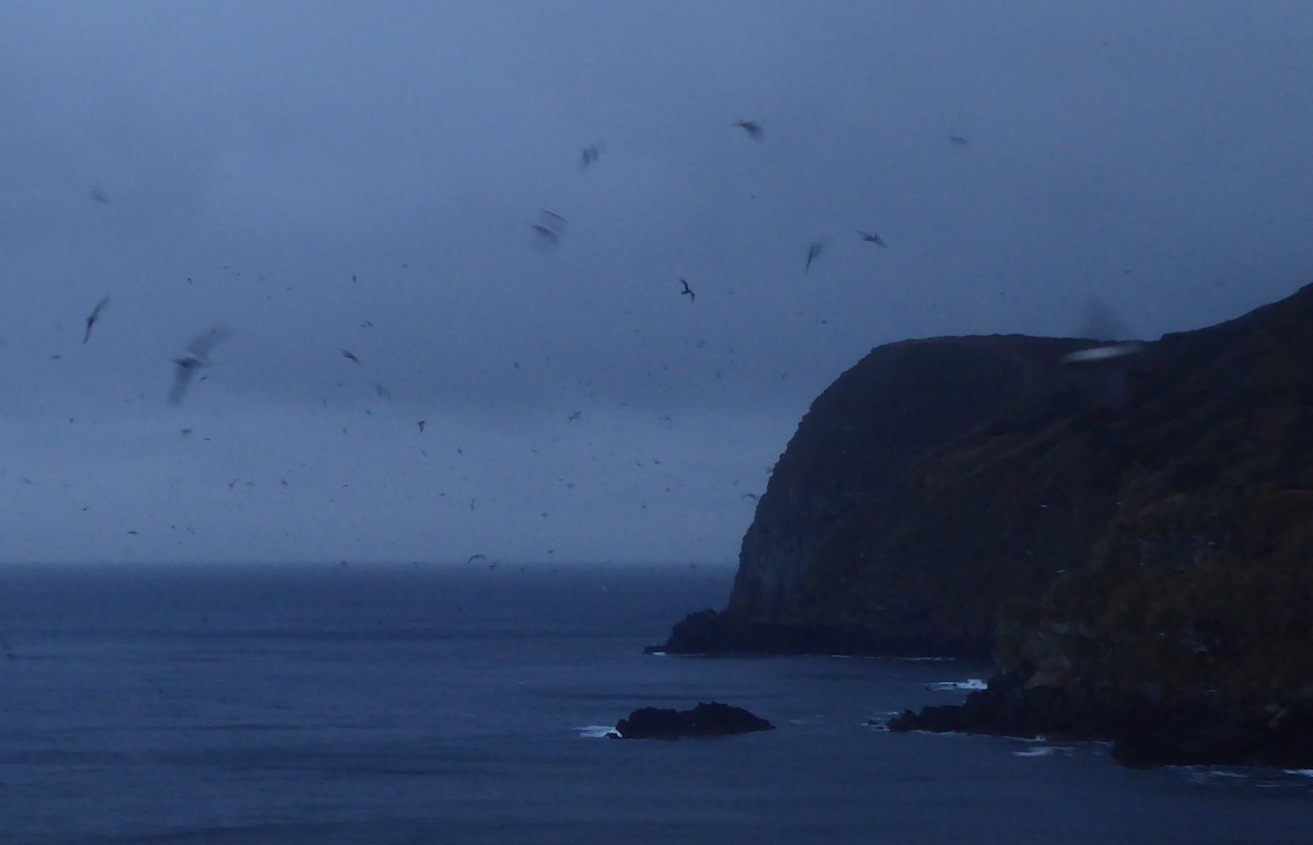 Great Shearwater - ML448431351