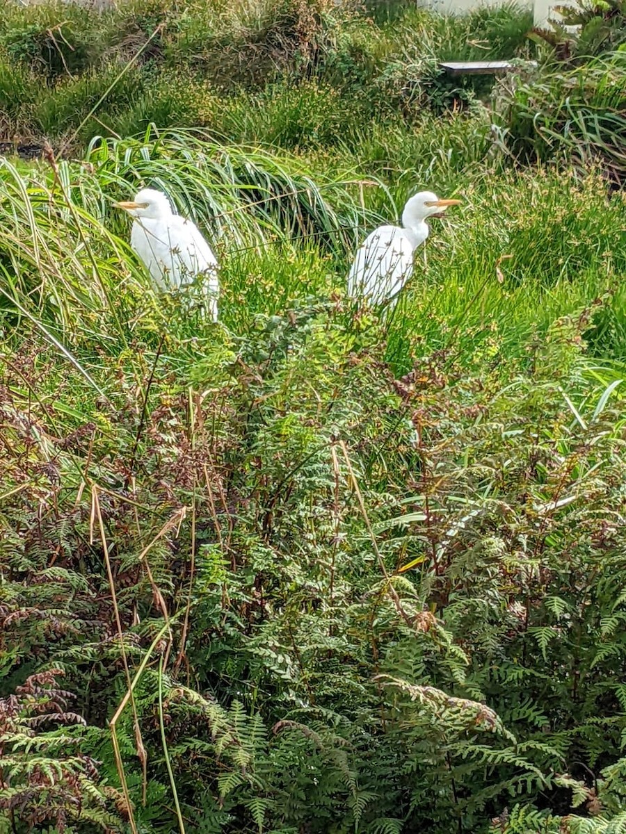 Western Cattle-Egret - ML448431401