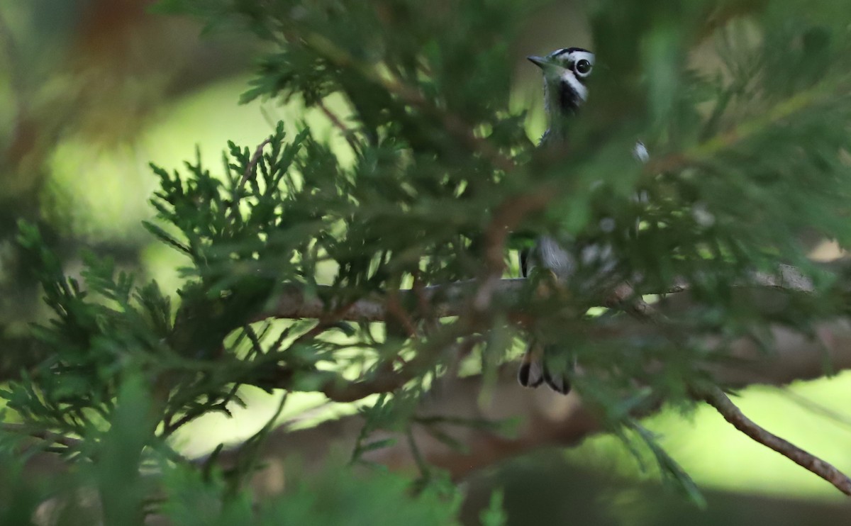 Пісняр строкатий - ML448432141