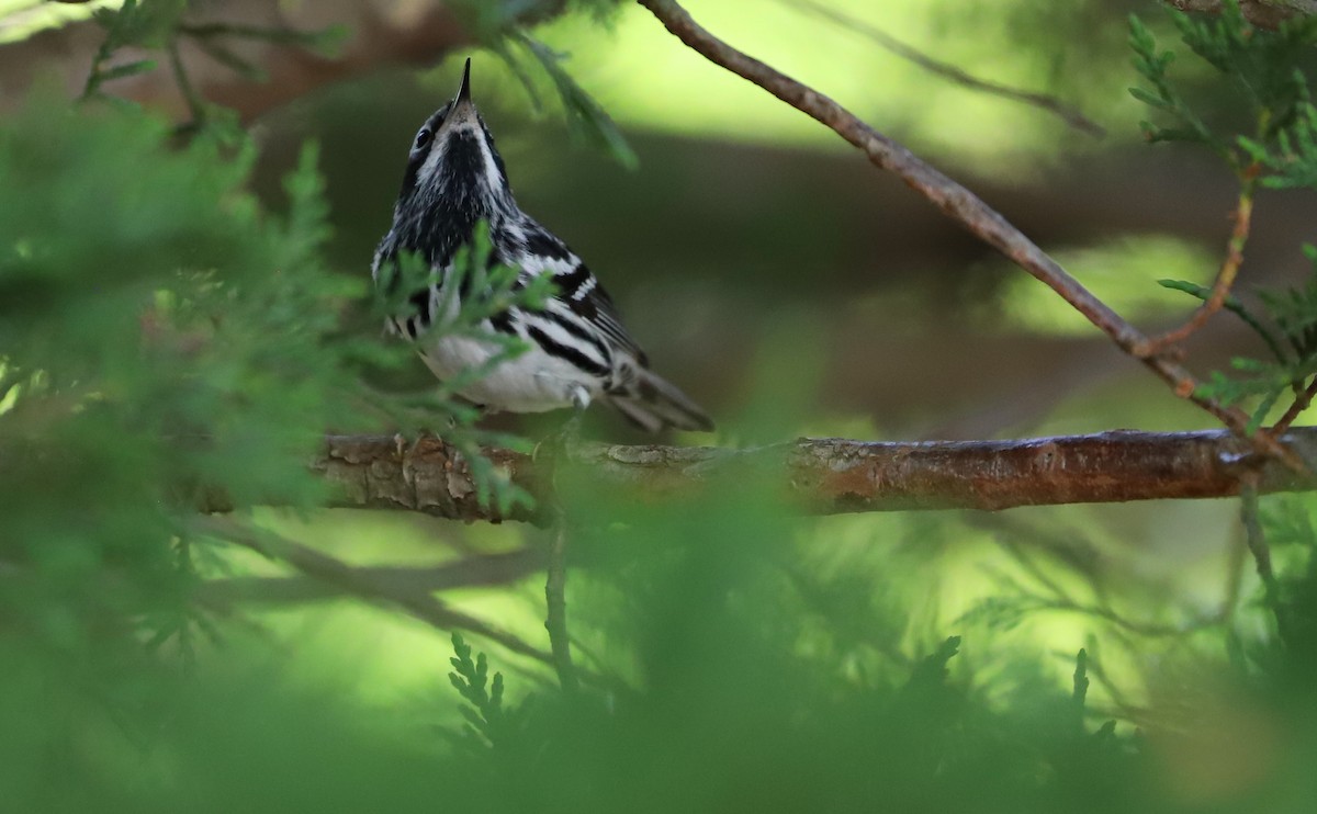 Пісняр строкатий - ML448432191