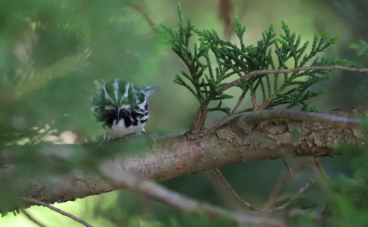 Пісняр строкатий - ML448432201