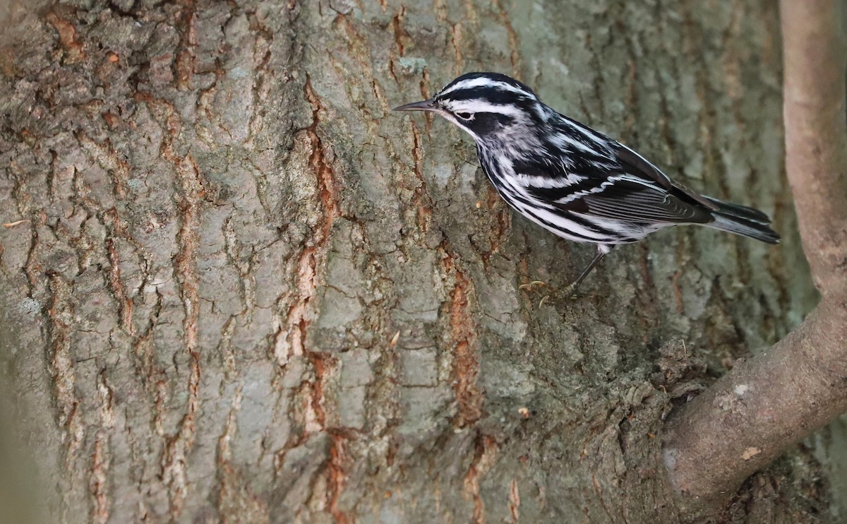 Пісняр строкатий - ML448432271