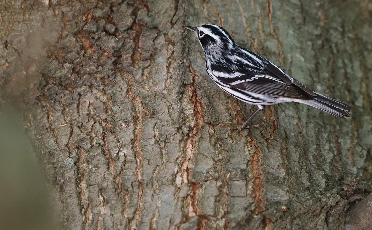 Пісняр строкатий - ML448432281