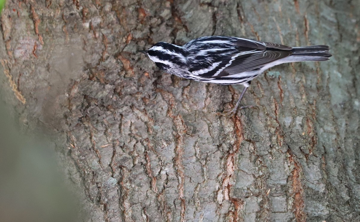 Пісняр строкатий - ML448432501