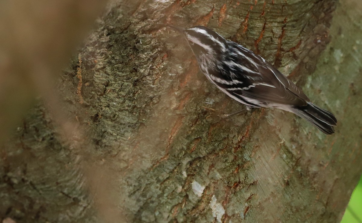 Пісняр строкатий - ML448432561