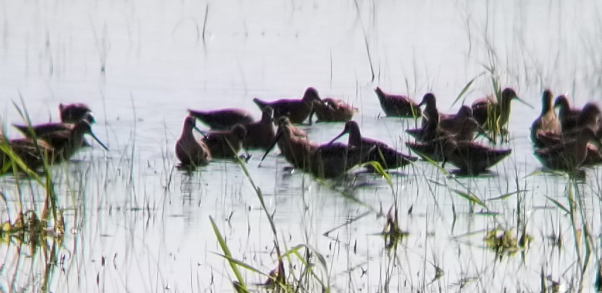 Short-billed Dowitcher - ML448432631