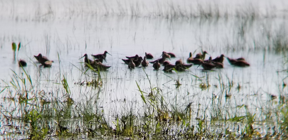 Short-billed Dowitcher - ML448432851