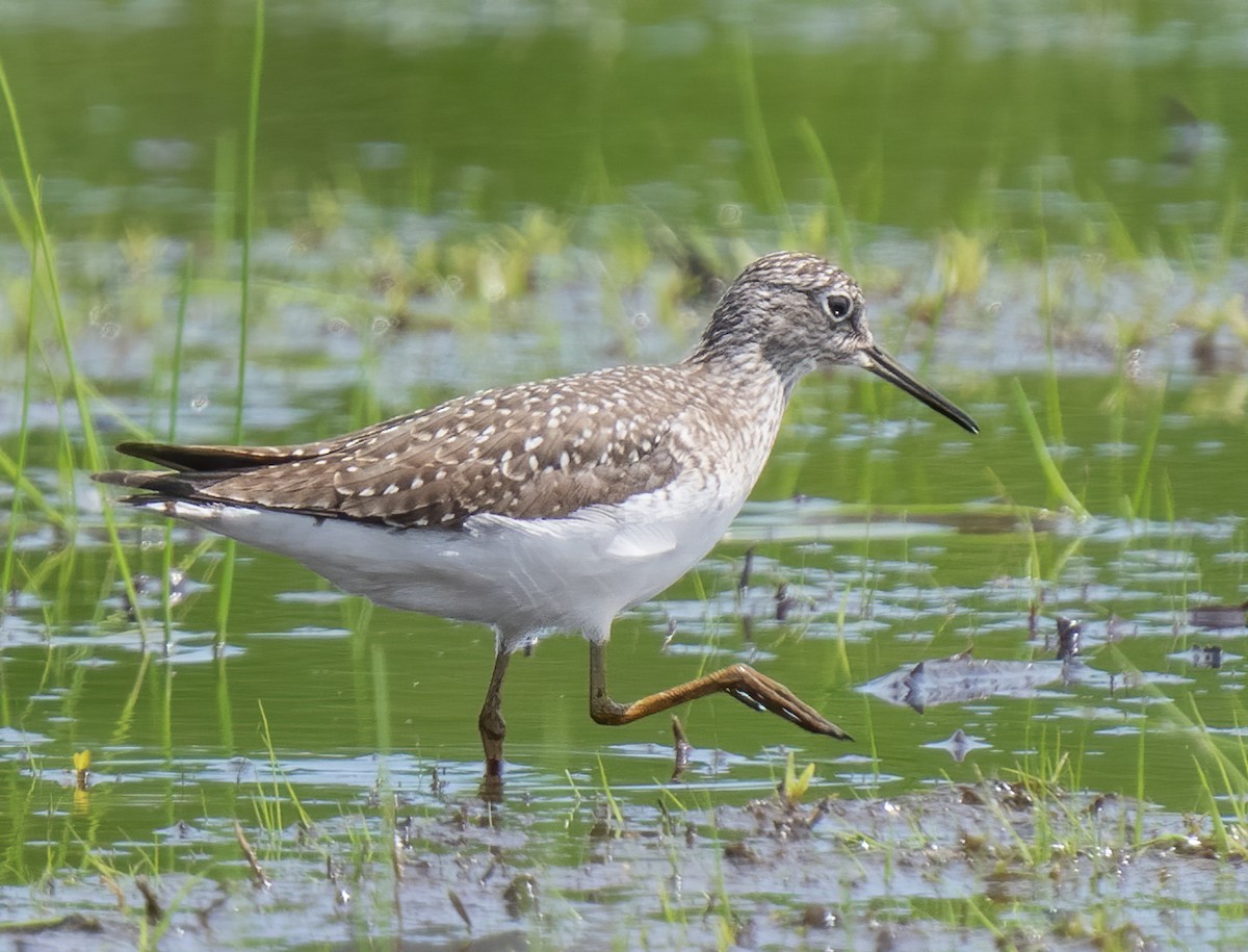 Solitary Sandpiper - ML448434661