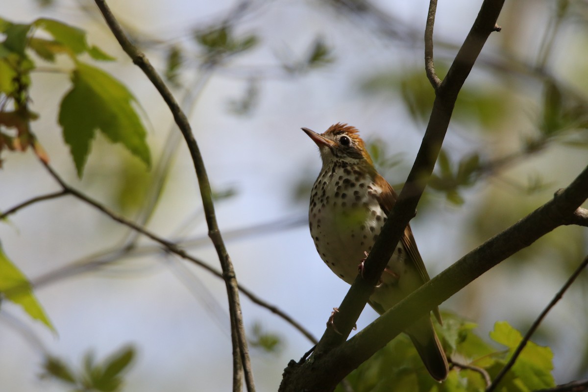 Wood Thrush - ML448435031